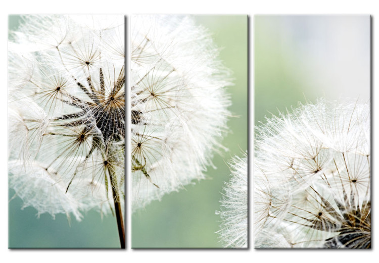 Print On Glass Fluffy Dandelions [Glass] 92568 additionalImage 2