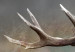 Canvas Roaring Deer 105778 additionalThumb 4