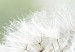 Canvas Fluffy Dandelions (4-part) Green - Dandelion as a Summer Flower 107478 additionalThumb 4