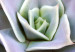 Canvas Purple Bloom (1-part) - Cactus Flower in Subtle Hue 117178 additionalThumb 5