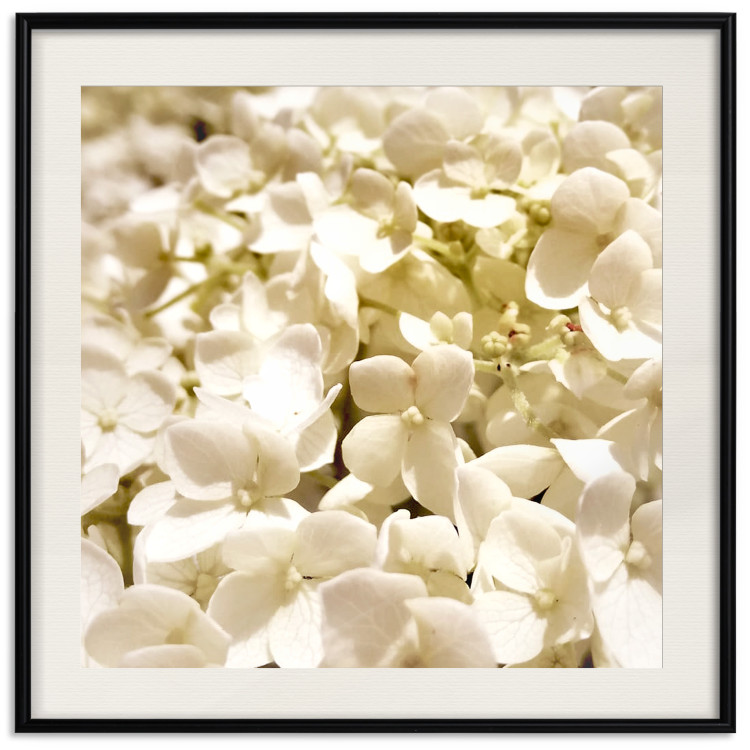 Wall Poster White Meadow - field full of white plants with a subtle yellow contrast 123478 additionalImage 23