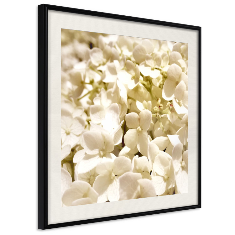 Wall Poster White Meadow - field full of white plants with a subtle yellow contrast 123478 additionalImage 3