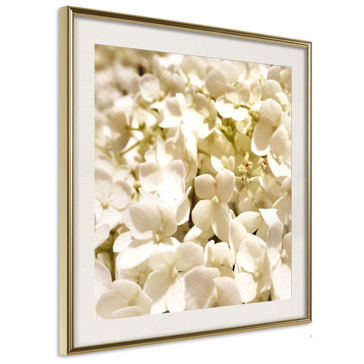 Wall Poster White Meadow - field full of white plants with a subtle yellow contrast 123478 additionalImage 2