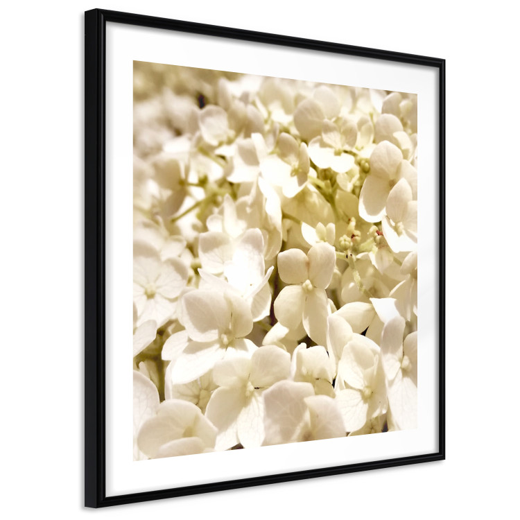 Wall Poster White Meadow - field full of white plants with a subtle yellow contrast 123478 additionalImage 13