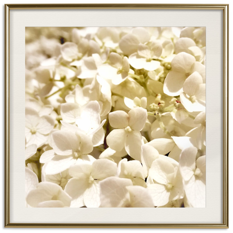 Wall Poster White Meadow - field full of white plants with a subtle yellow contrast 123478 additionalImage 24