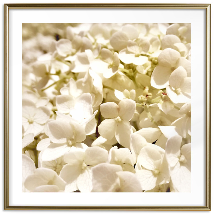 Wall Poster White Meadow - field full of white plants with a subtle yellow contrast 123478 additionalImage 27