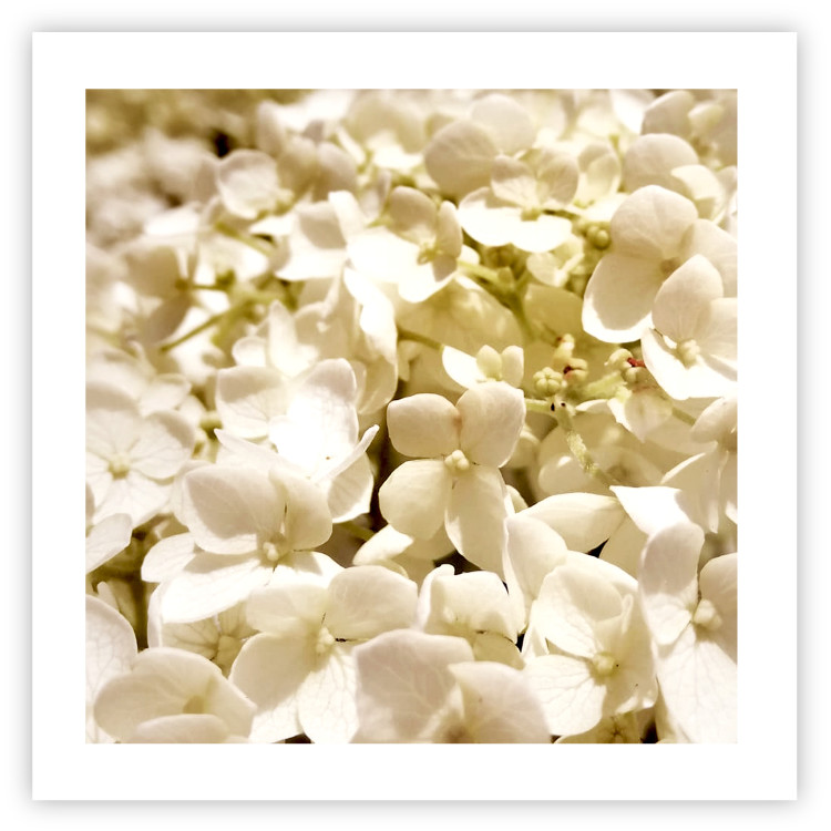 Wall Poster White Meadow - field full of white plants with a subtle yellow contrast 123478 additionalImage 18