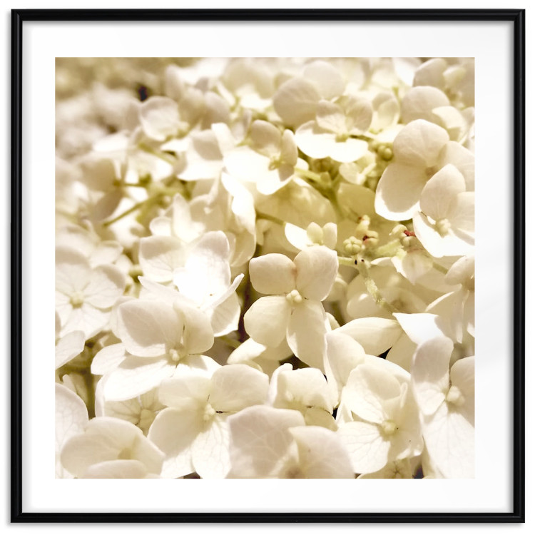 Wall Poster White Meadow - field full of white plants with a subtle yellow contrast 123478 additionalImage 26