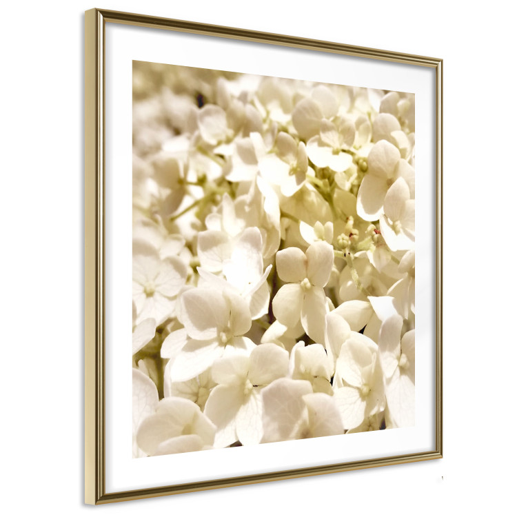 Wall Poster White Meadow - field full of white plants with a subtle yellow contrast 123478 additionalImage 8