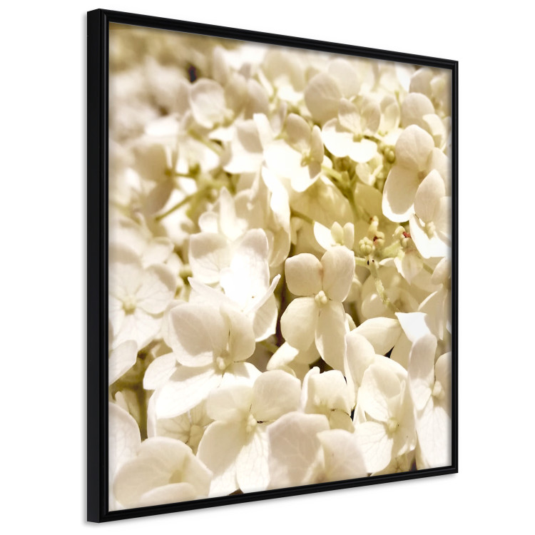 Wall Poster White Meadow - field full of white plants with a subtle yellow contrast 123478 additionalImage 12