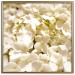Wall Poster White Meadow - field full of white plants with a subtle yellow contrast 123478 additionalThumb 25