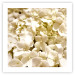 Wall Poster White Meadow - field full of white plants with a subtle yellow contrast 123478 additionalThumb 18