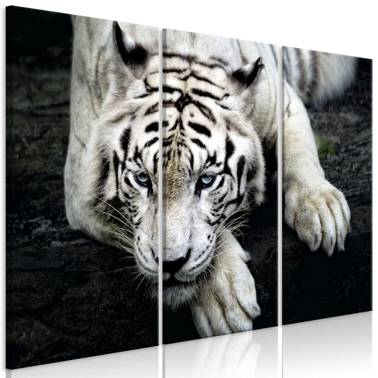 Canvas Print Calm tiger - triptych with a lying tiger on a black background 128778 additionalImage 2