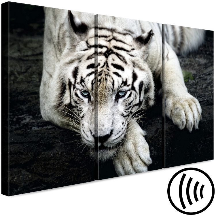 Canvas Print Calm tiger - triptych with a lying tiger on a black background 128778 additionalImage 6