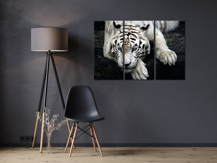 Canvas Print Calm tiger - triptych with a lying tiger on a black background 128778 additionalImage 3