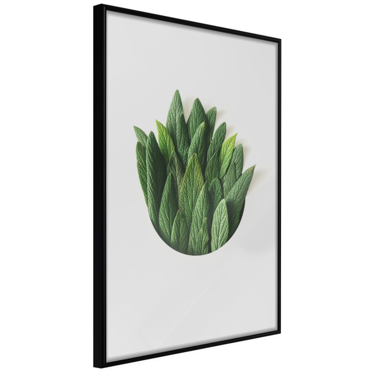 Poster Fragrant Circle - plant composition with green leaves on a white background 137278 additionalImage 27
