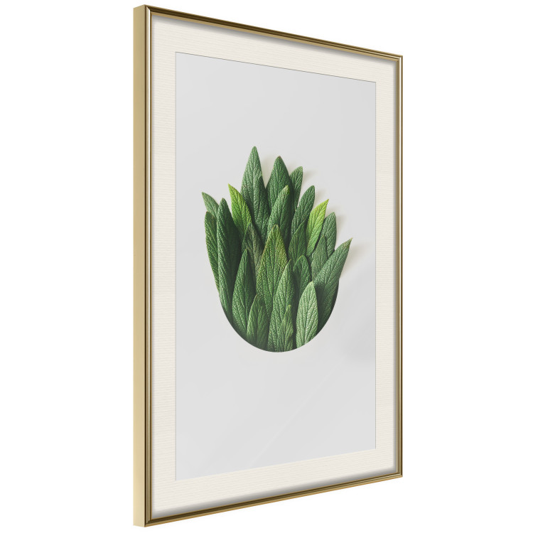 Poster Fragrant Circle - plant composition with green leaves on a white background 137278 additionalImage 22