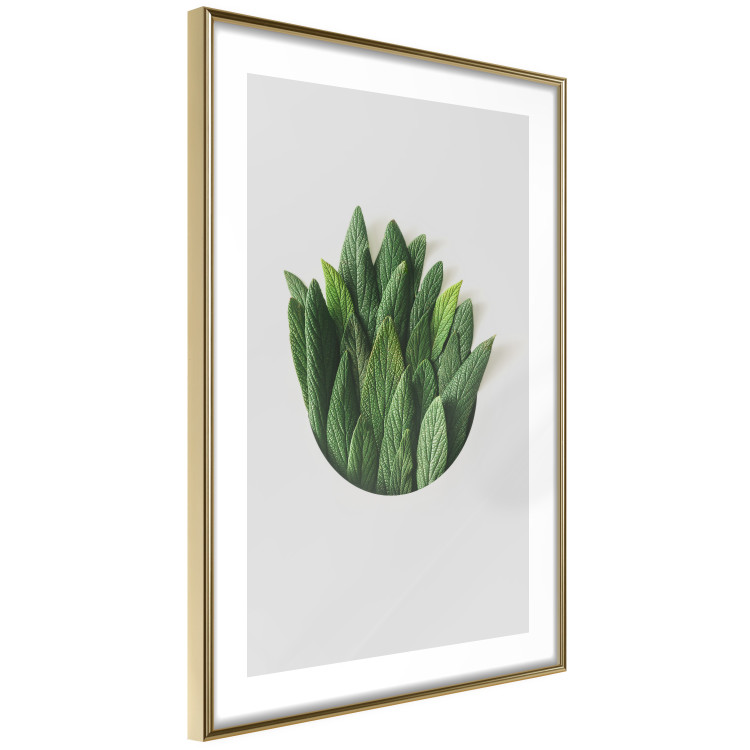 Poster Fragrant Circle - plant composition with green leaves on a white background 137278 additionalImage 24