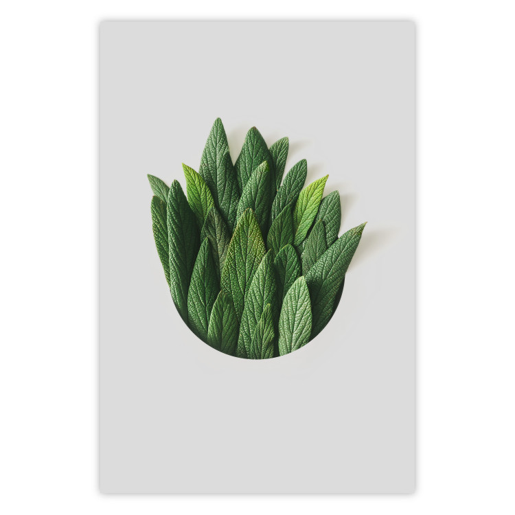 Poster Fragrant Circle - plant composition with green leaves on a white background 137278