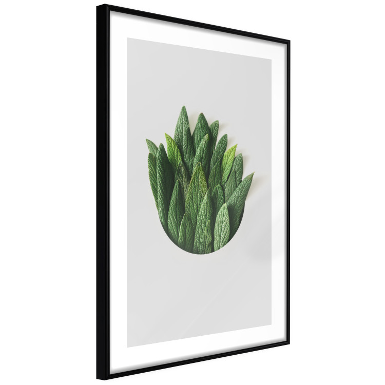 Poster Fragrant Circle - plant composition with green leaves on a white background 137278 additionalImage 25