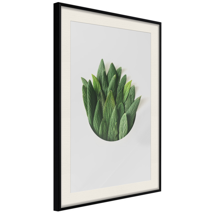 Poster Fragrant Circle - plant composition with green leaves on a white background 137278 additionalImage 23