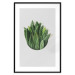 Poster Fragrant Circle - plant composition with green leaves on a white background 137278 additionalThumb 6