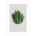 Poster Fragrant Circle - plant composition with green leaves on a white background 137278 additionalThumb 12