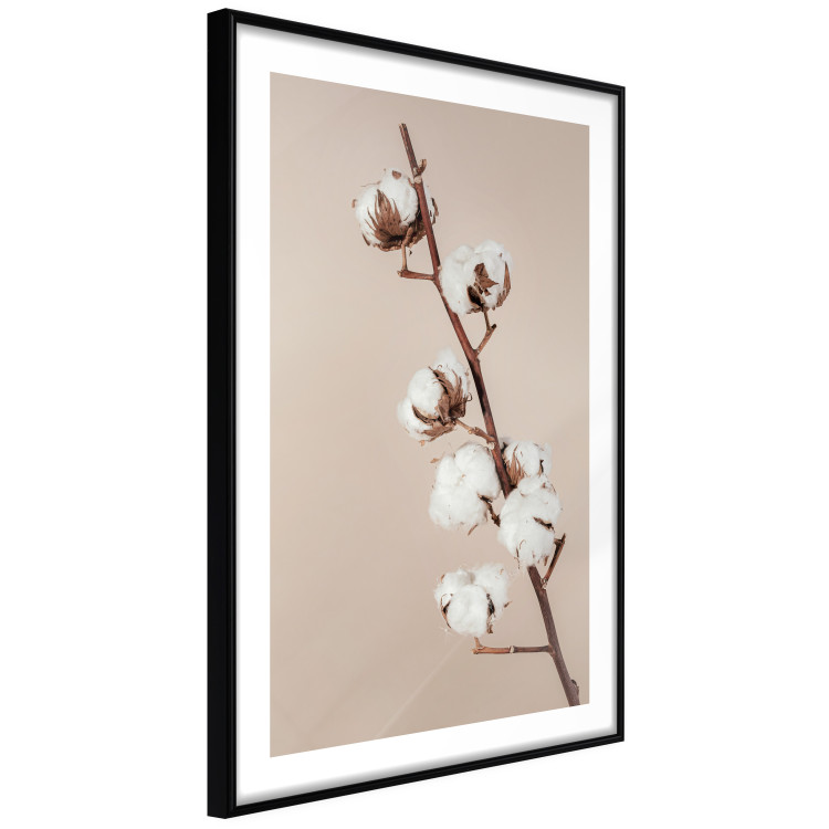 Wall Poster Softness of Cotton - plant with soft white flowers on a beige background 137978 additionalImage 23