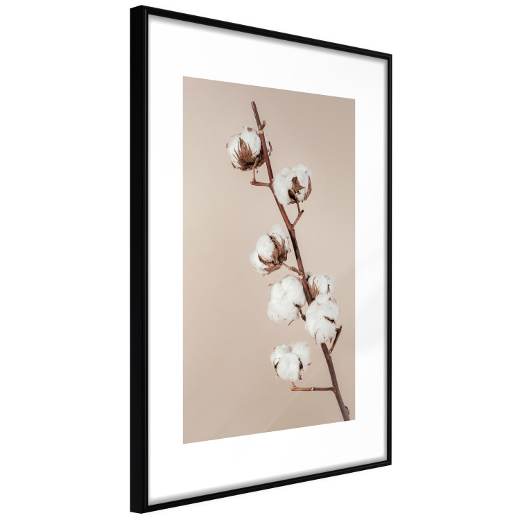 Wall Poster Softness of Cotton - plant with soft white flowers on a beige background 137978 additionalImage 21