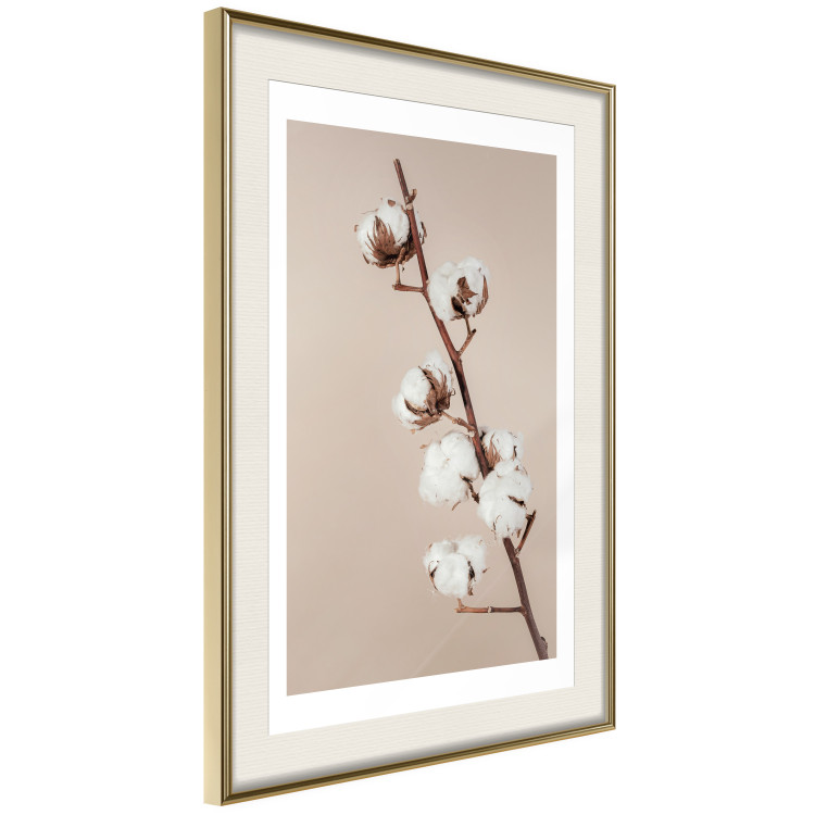 Wall Poster Softness of Cotton - plant with soft white flowers on a beige background 137978 additionalImage 18
