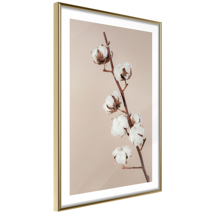 Wall Poster Softness of Cotton - plant with soft white flowers on a beige background 137978 additionalImage 22