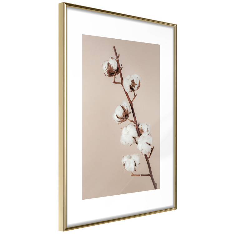 Wall Poster Softness of Cotton - plant with soft white flowers on a beige background 137978 additionalImage 14