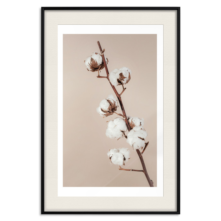 Wall Poster Softness of Cotton - plant with soft white flowers on a beige background 137978 additionalImage 3