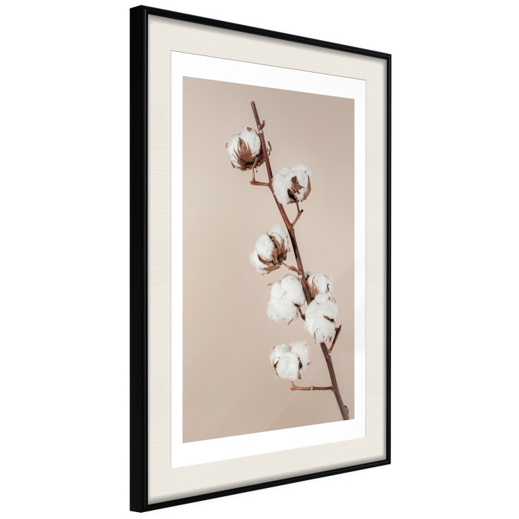 Wall Poster Softness of Cotton - plant with soft white flowers on a beige background 137978 additionalImage 19