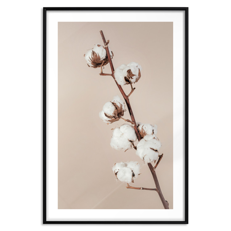 Wall Poster Softness of Cotton - plant with soft white flowers on a beige background 137978 additionalImage 5