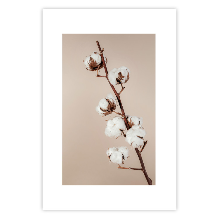 Wall Poster Softness of Cotton - plant with soft white flowers on a beige background 137978 additionalImage 7