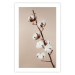 Wall Poster Softness of Cotton - plant with soft white flowers on a beige background 137978