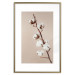 Wall Poster Softness of Cotton - plant with soft white flowers on a beige background 137978 additionalThumb 2