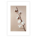 Wall Poster Softness of Cotton - plant with soft white flowers on a beige background 137978 additionalThumb 7