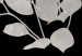 Wall Poster Eucalyptus Twigs - Minimalist Leaves on a Dark Background 146178 additionalThumb 3