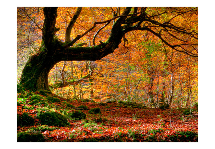 Photo Wallpaper Autumn Forest and Leaves - Autumn Landscape with a Solitary Tree in the Center 60278 additionalImage 1