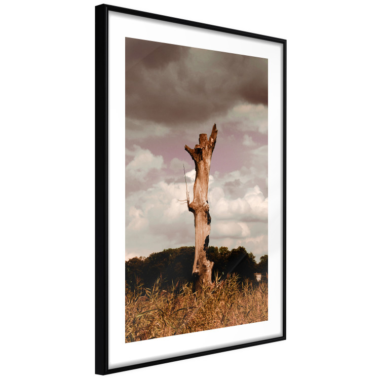Poster Memory of the Sky - old tree trunk surrounded by meadow against sky 124388 additionalImage 11