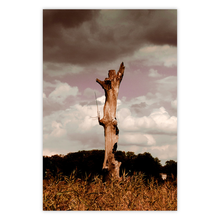 Poster Memory of the Sky - old tree trunk surrounded by meadow against sky 124388