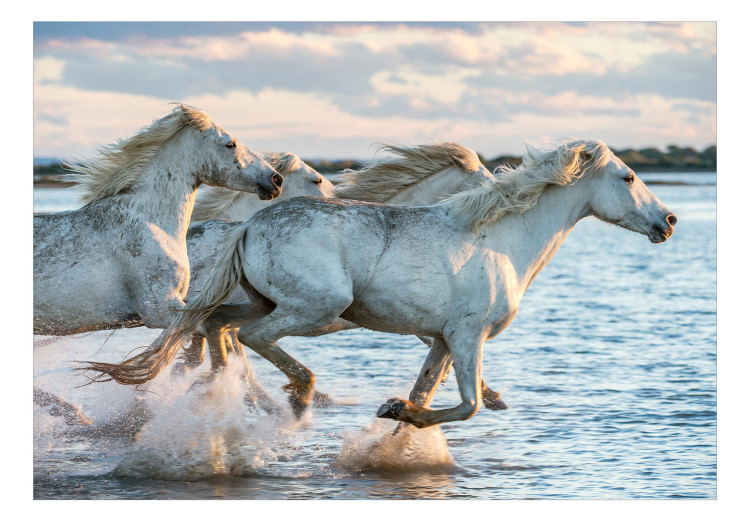 Photo Wallpaper Race - white horses galloping on water against a calm sky 126188 additionalImage 1