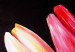 Canvas Art Print Mysterious tulips 48688 additionalThumb 4