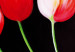 Canvas Art Print Mysterious tulips 48688 additionalThumb 3