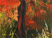 Canvas Art Print Autumn colours 49588 additionalThumb 3