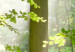 Canvas Print Sunbeam among the trees 58588 additionalThumb 4