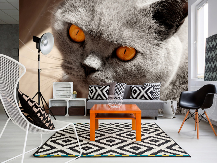 Wall Mural Animal in the picture - portrait of a grey cat with orange eyes 90088