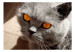 Wall Mural Animal in the picture - portrait of a grey cat with orange eyes 90088 additionalThumb 1